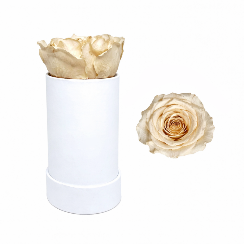 Single White Rose Box with Infinity Rose Gift