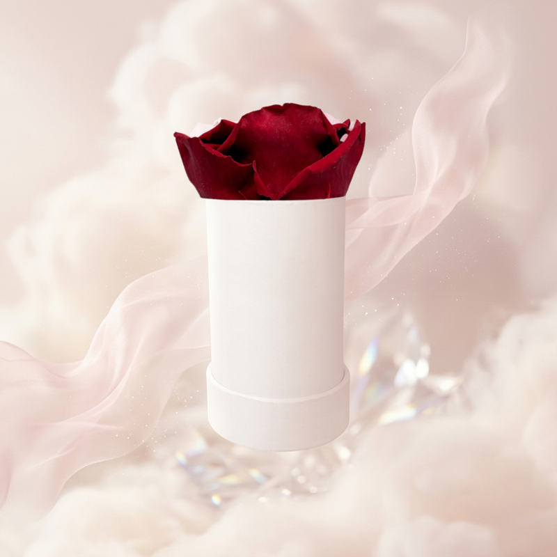 Single White Rose Box with Infinity Rose Gift