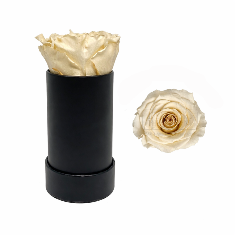 Single Rose Black Box with Infinity Rose Gift Set
