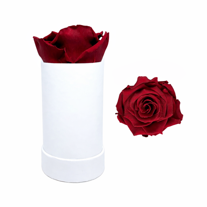 Single White Rose Box with Infinity Rose Gift