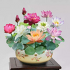 The Sacred Bonsai Bowl Lotus Flower Seeds