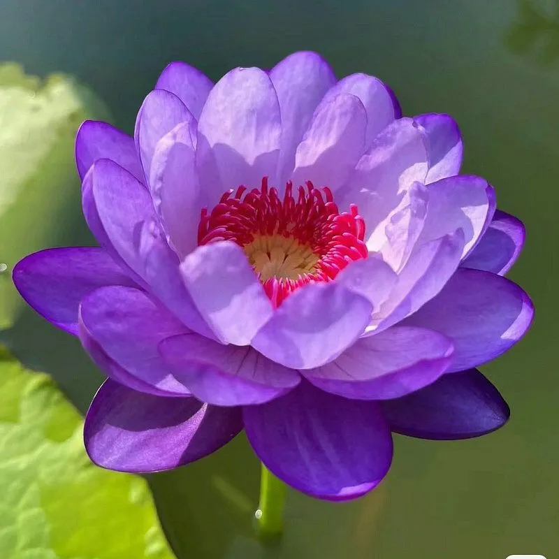 The Sacred Bonsai Bowl Lotus Flower Seeds